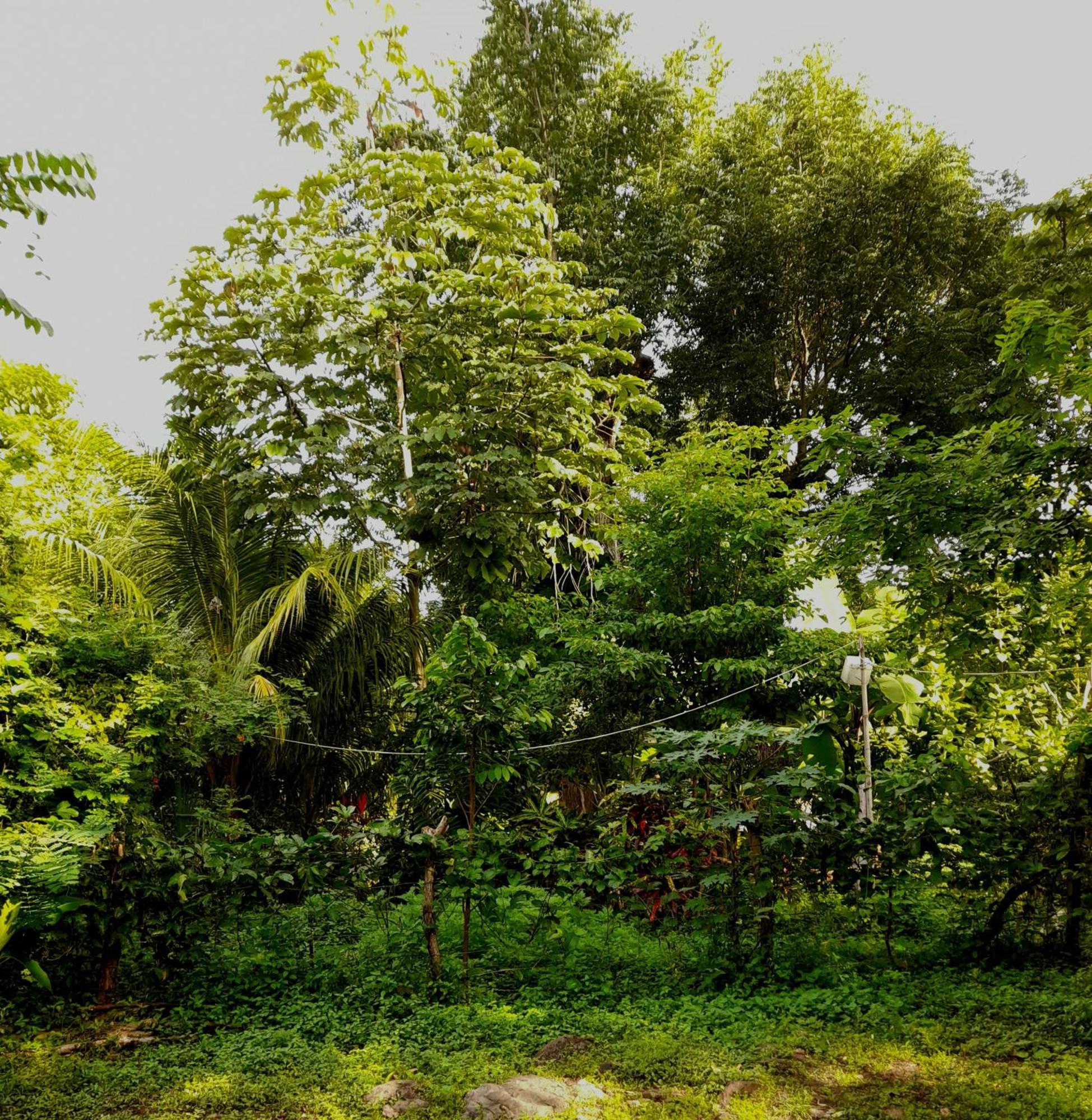 El Bamboo Cabins Balgue Εξωτερικό φωτογραφία